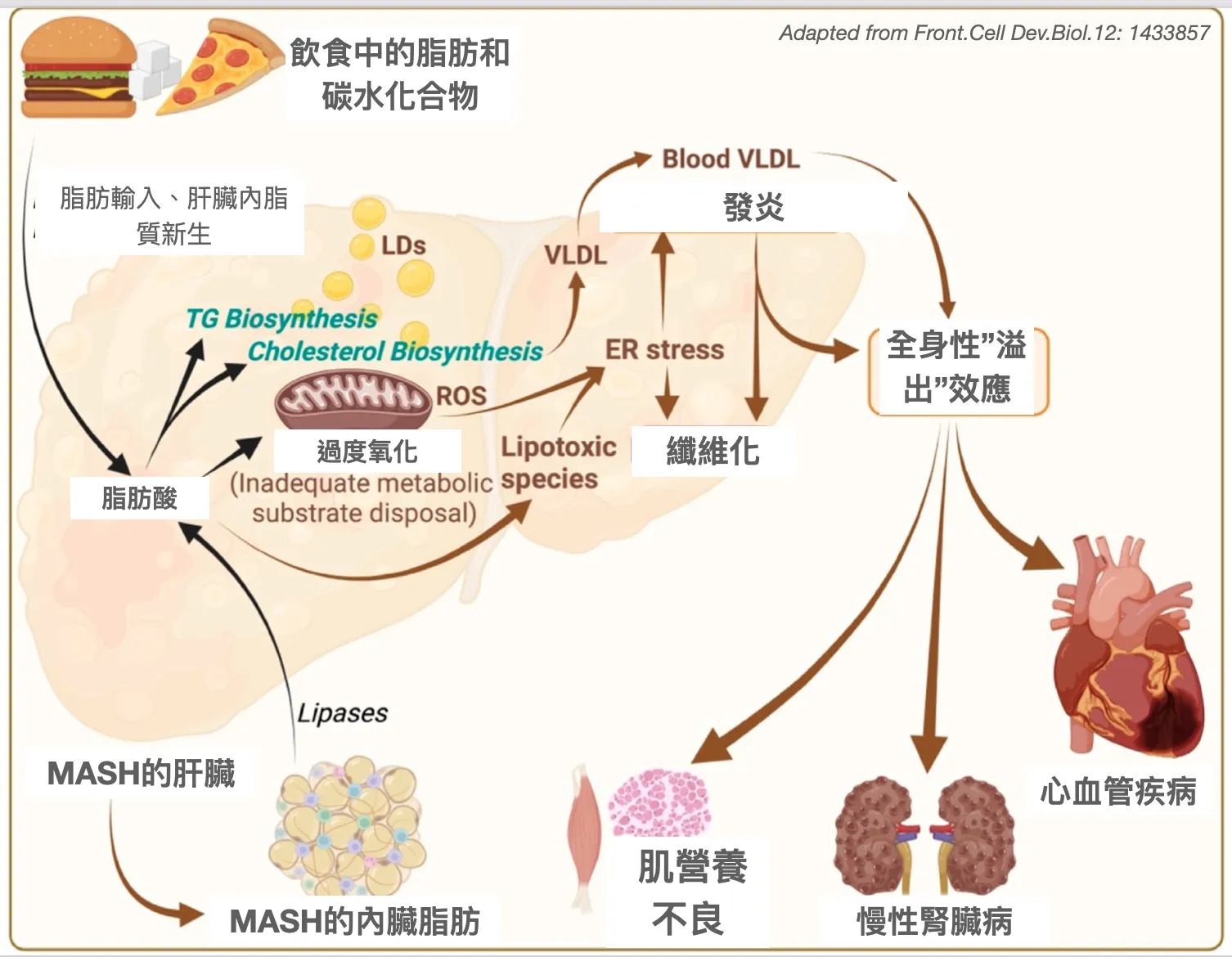 脂肪肝除了對肝臟不好外，也會影響其他器官嗎